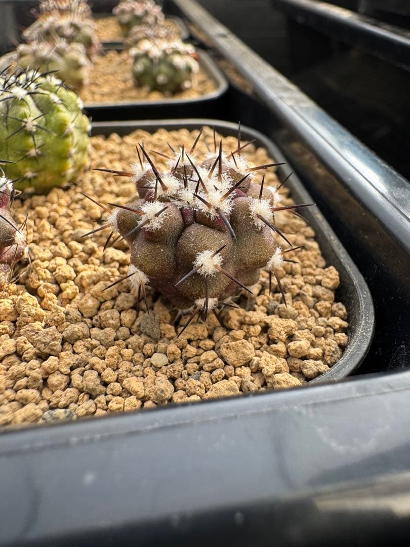 sumisplants様 リクエスト 8点 まとめ商品