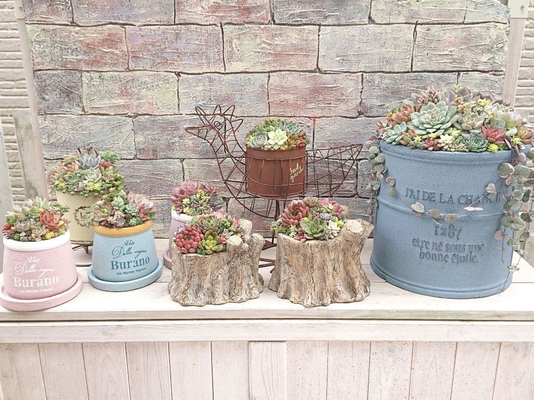 多肉植物寄せ植え❤️