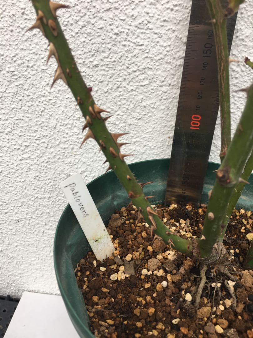 かおりんご　おまとめ２点