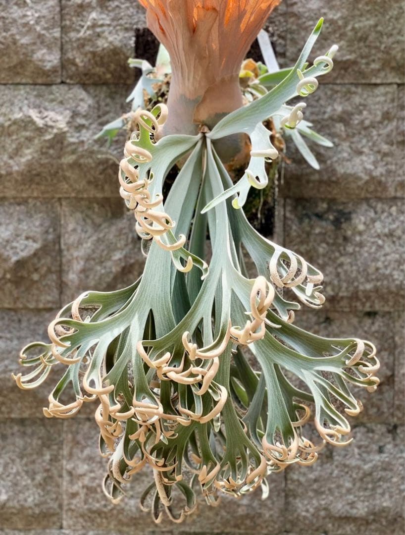 ビカクシダ P. willinckii Anapat#9 (PUP)