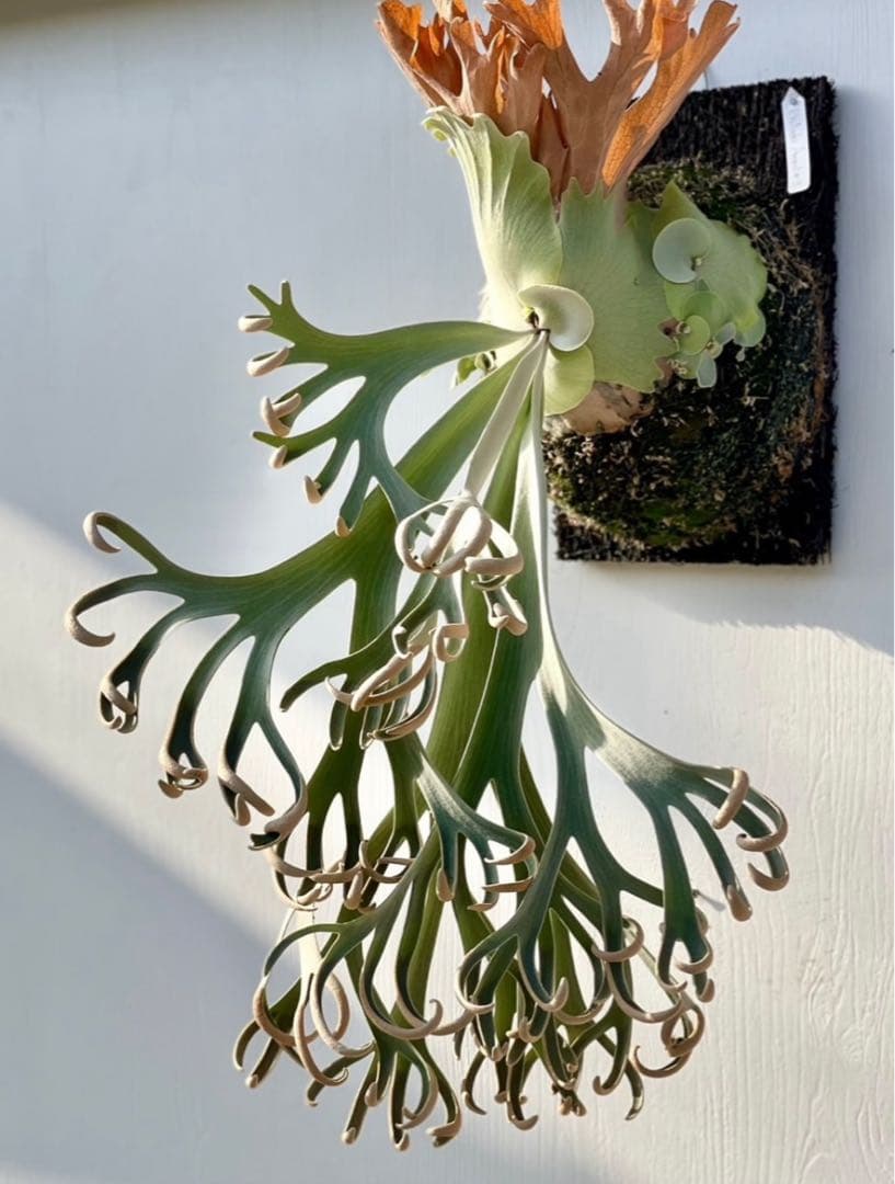 ビカクシダ P. willinckii Anapat#9 (PUP)