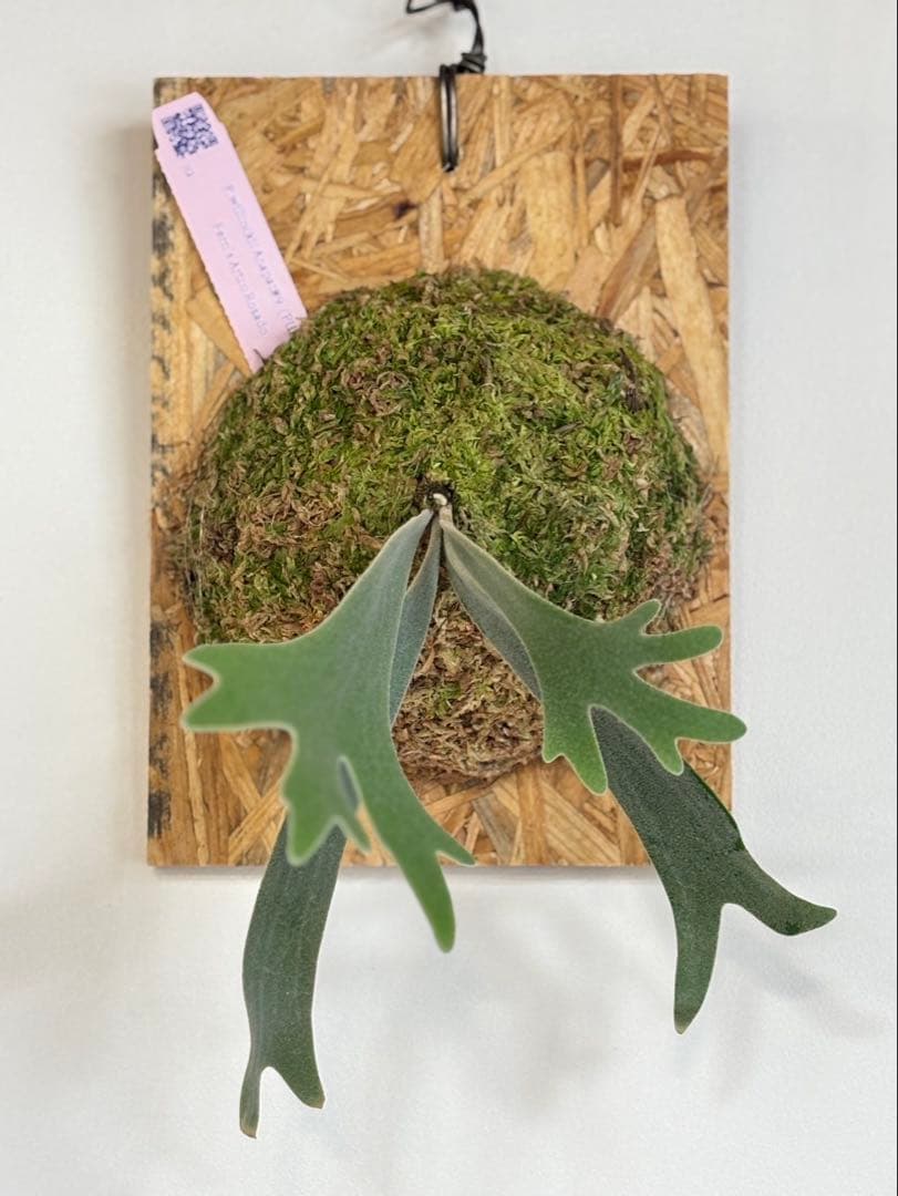 ビカクシダ P. willinckii Anapat#9 (PUP)