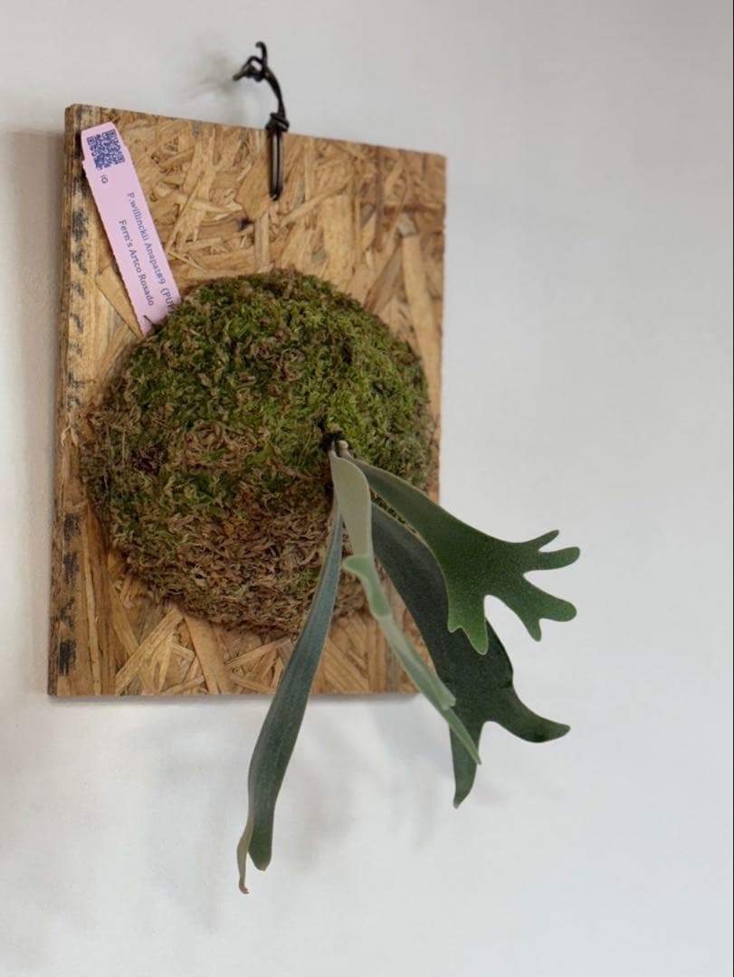 ビカクシダ P. willinckii Anapat#9 (PUP)