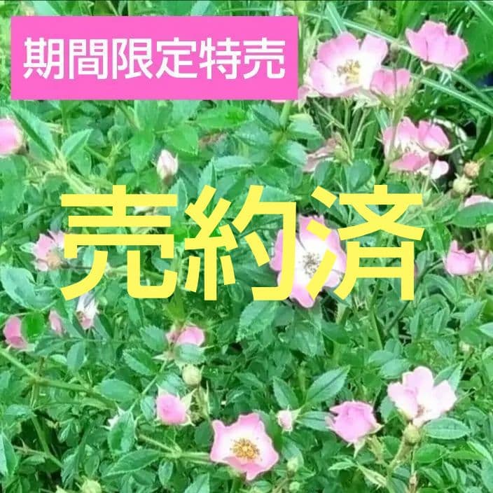 野薔薇 抜き苗 ノイバラ ピンク × 白グラデーション小花
