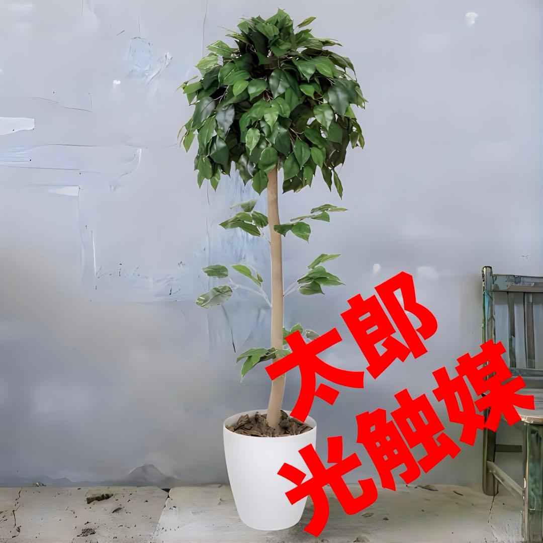 光触媒　人工観葉植物　ウォールグリーン　ベンジャミントピアリー1.51.5