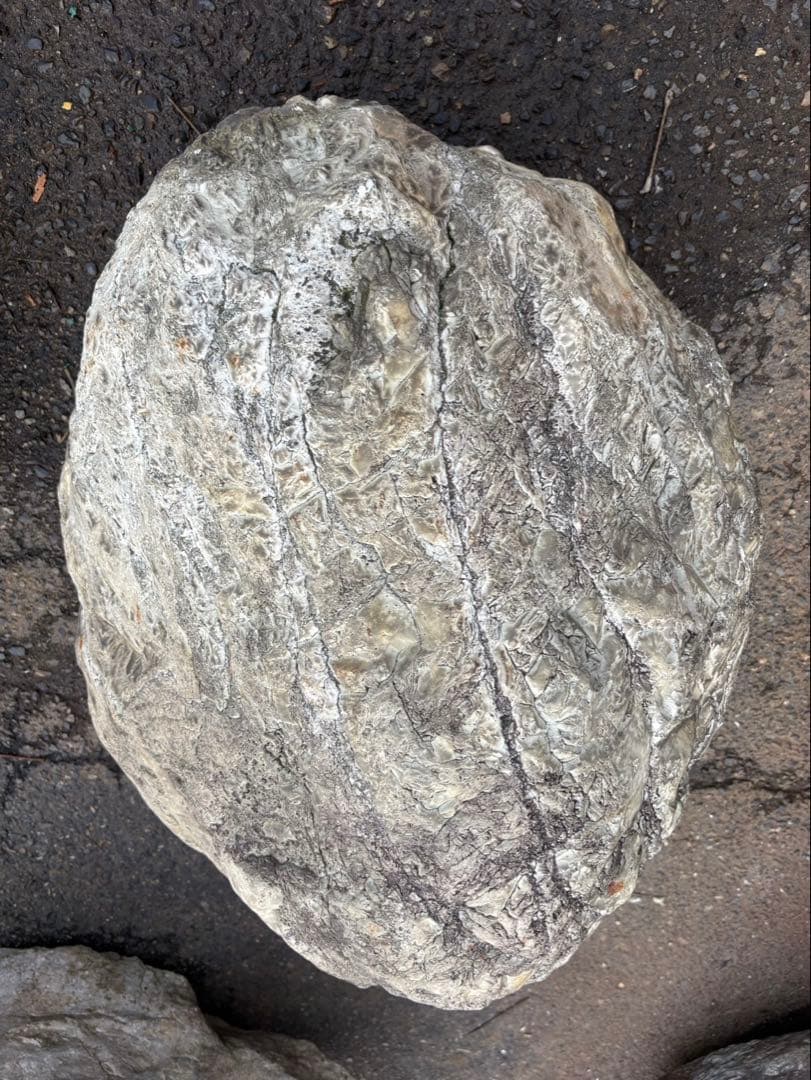 小滝川採取 天然石 庭石 約60cm級 真贋不明