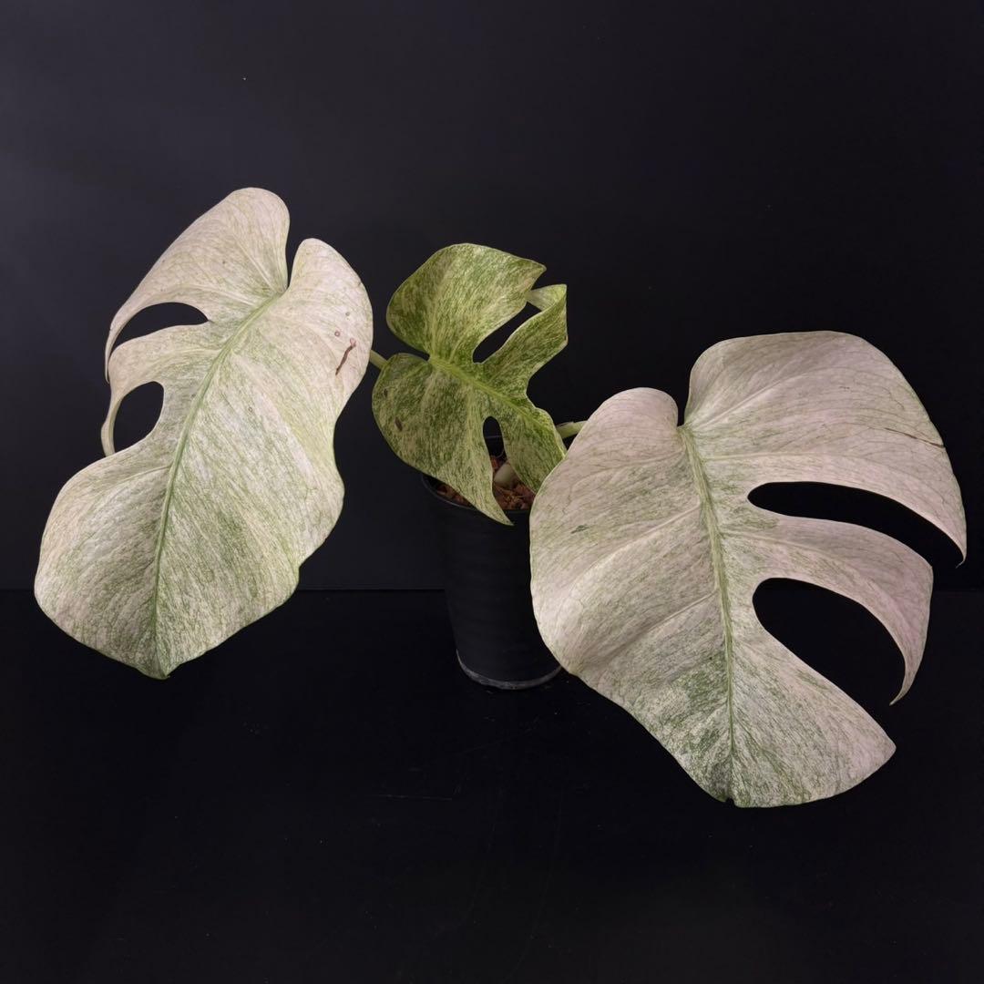 【1478115】モンステラ デリシオーサ フルミント 4号鉢