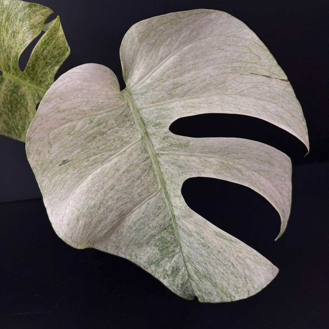 【1478115】モンステラ デリシオーサ フルミント 4号鉢