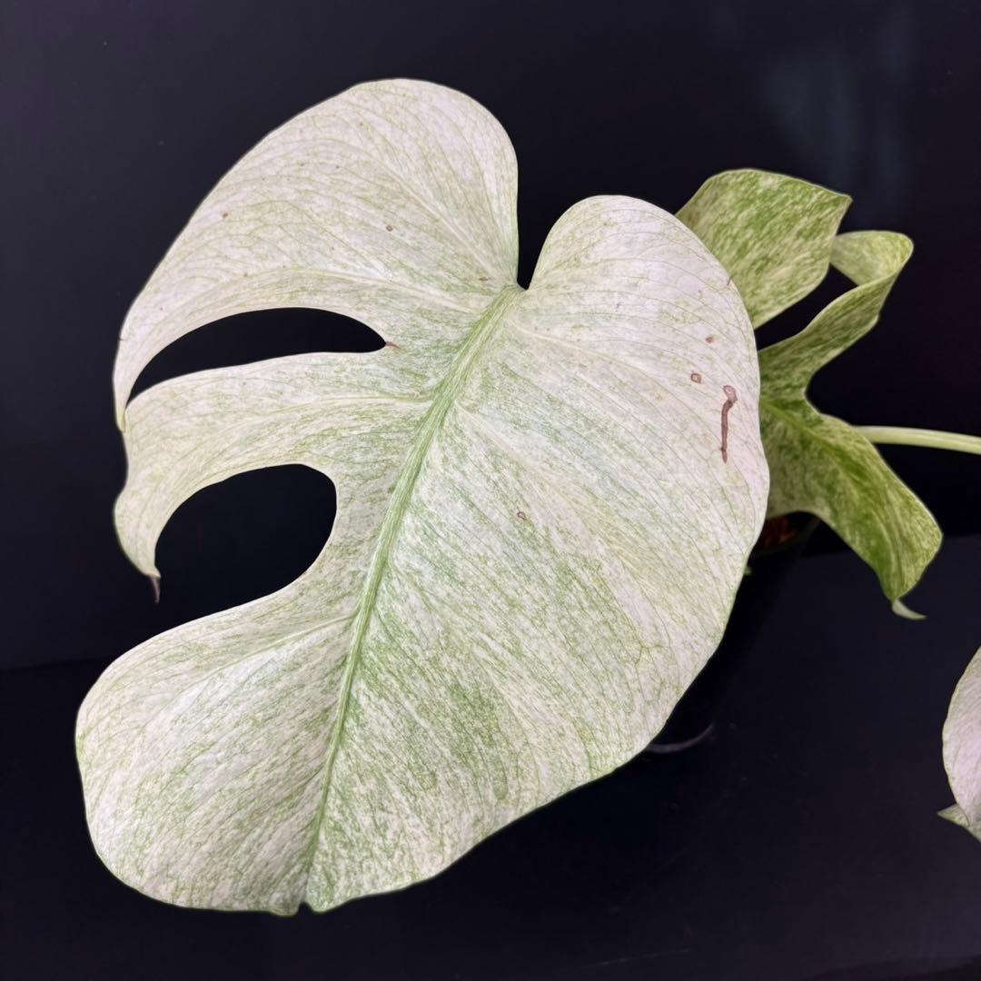 【1478115】モンステラ デリシオーサ フルミント 4号鉢