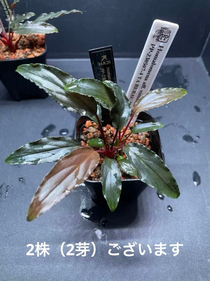 Homalomena aff. vittifolia \