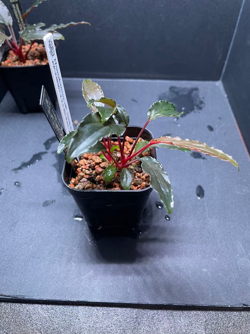 Homalomena aff. vittifolia \"赤備\" 　赤軸選抜　2株