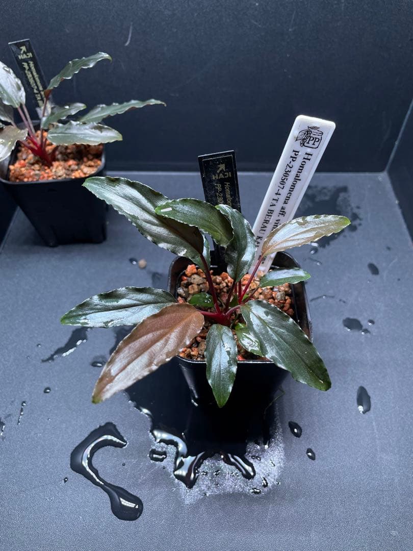 Homalomena aff. vittifolia \"赤備\" 　赤軸選抜　2株