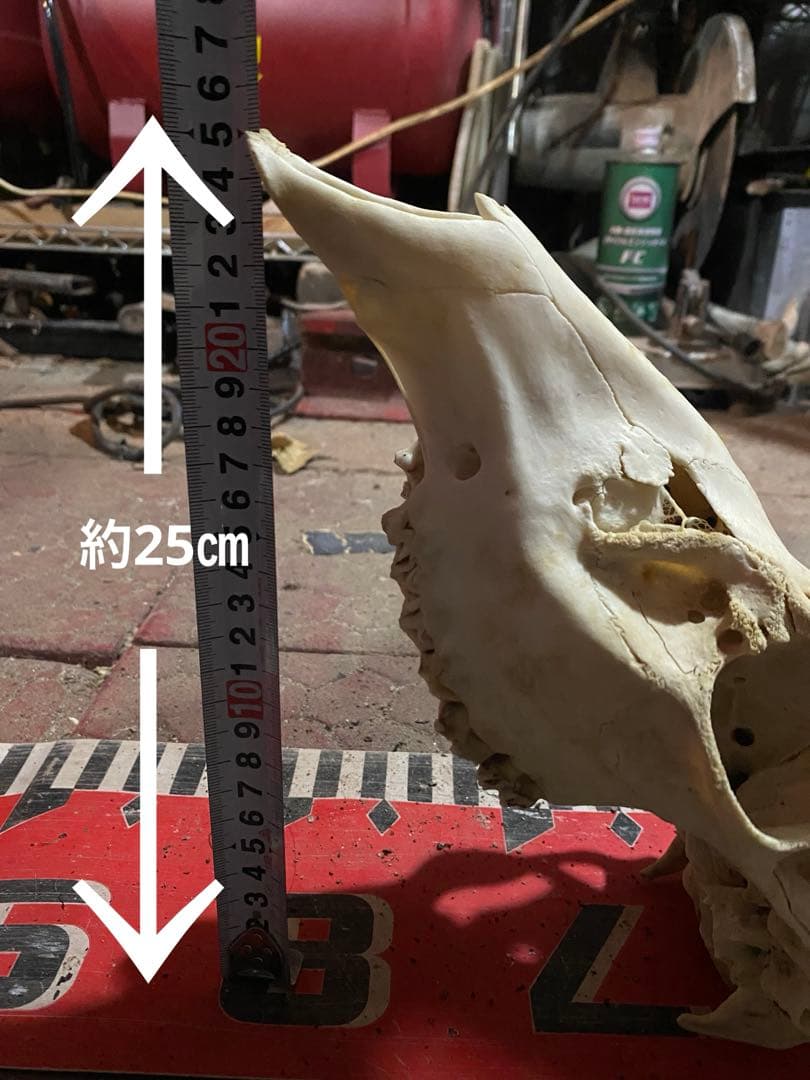n*r様 蝦夷鹿hunting trophy（deer skull）天然