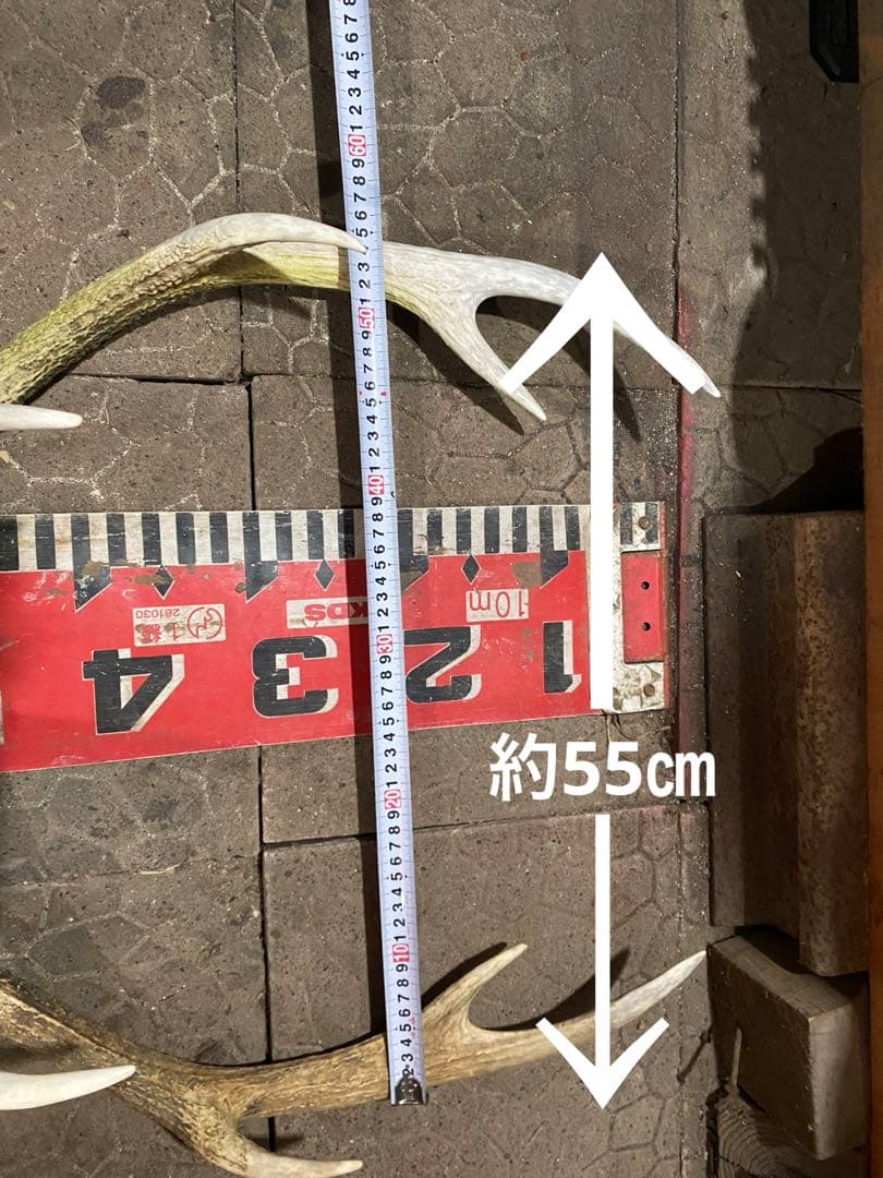 n*r様 蝦夷鹿hunting trophy（deer skull）天然