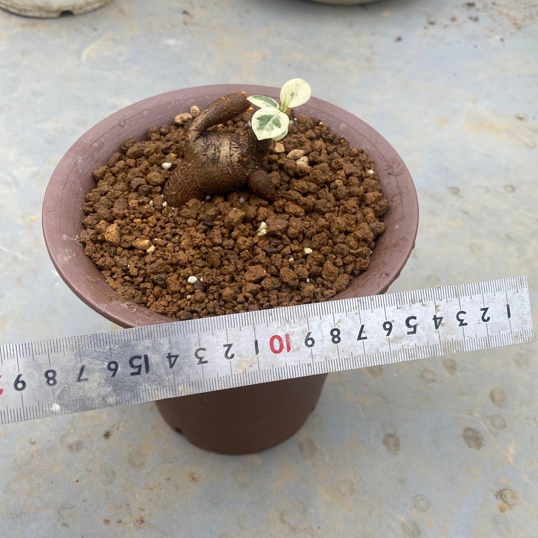 パンダ ガジュマル 斑入り 接木・鉢込 発根済み