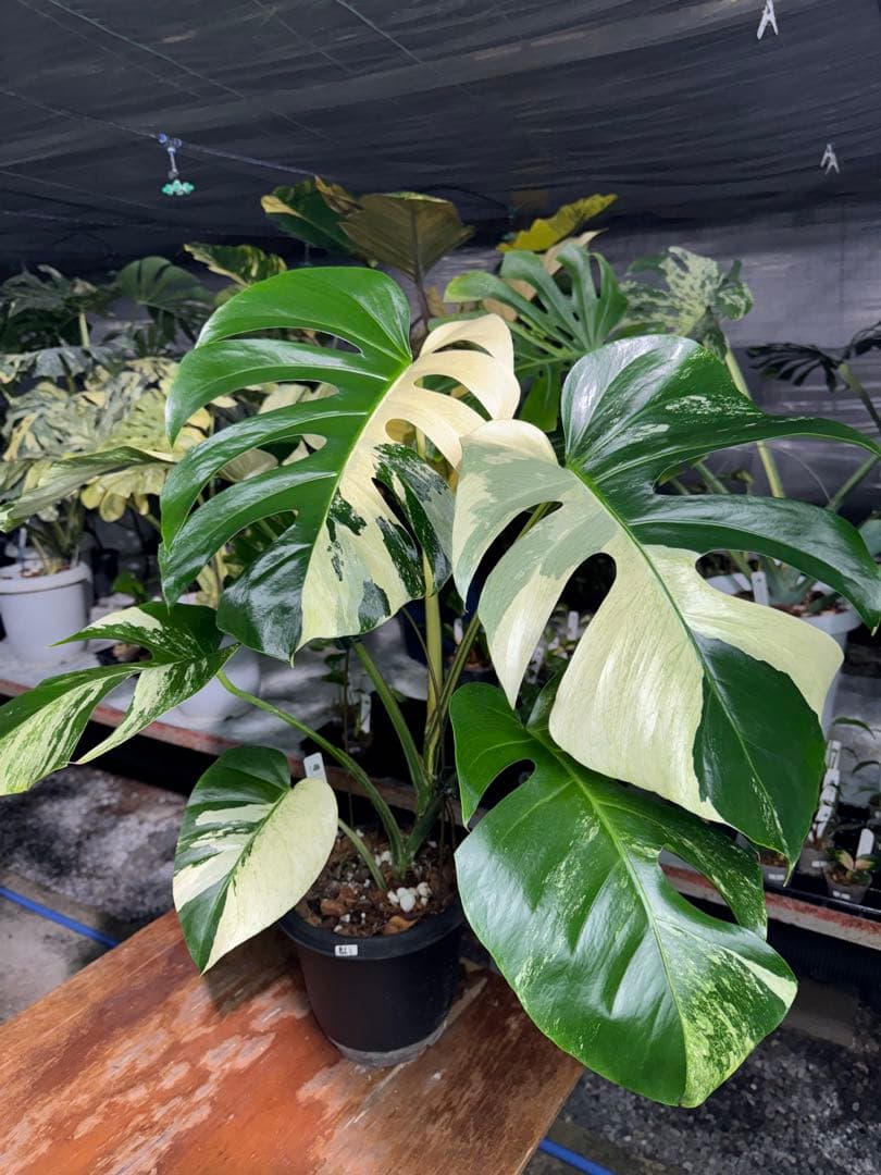 BS1モンステラ　ボルギシアナ　x デリシオーサ　ミント　美株