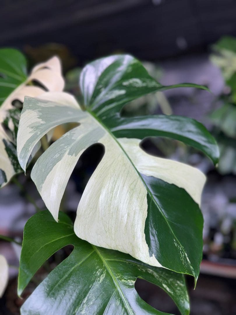 BS1モンステラ　ボルギシアナ　x デリシオーサ　ミント　美株