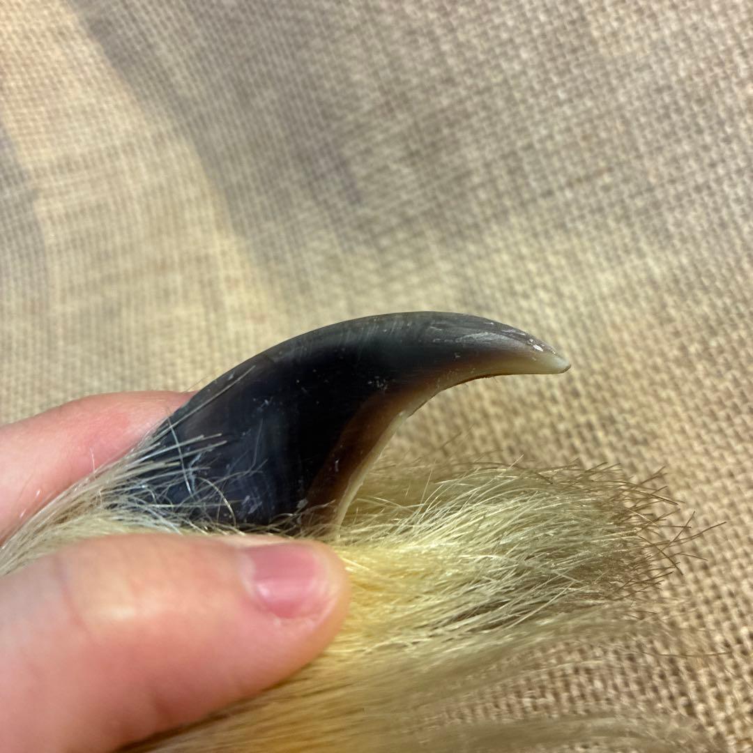 シロクマ　爪　ホッキョクグマ　熊の爪　ベアクロー　剥製