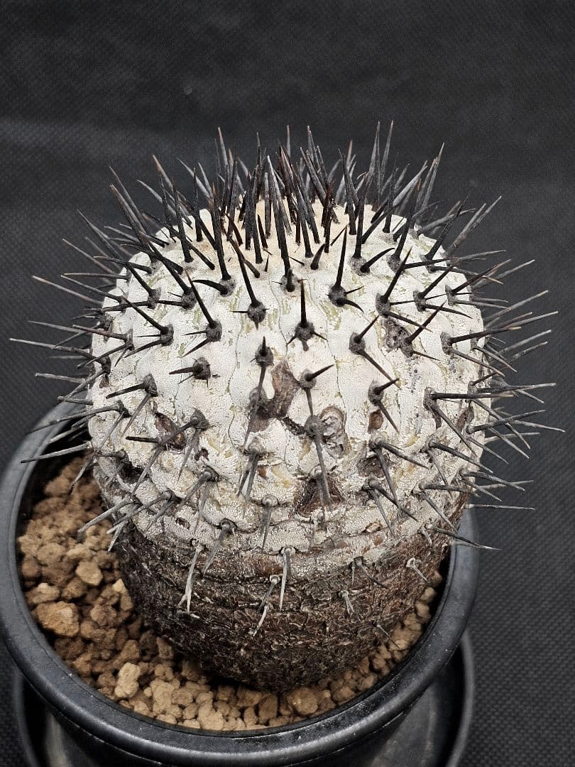 MIRAIコピアポア コルムナアルバ 　Copiapoa 　弧竜丸　現地
