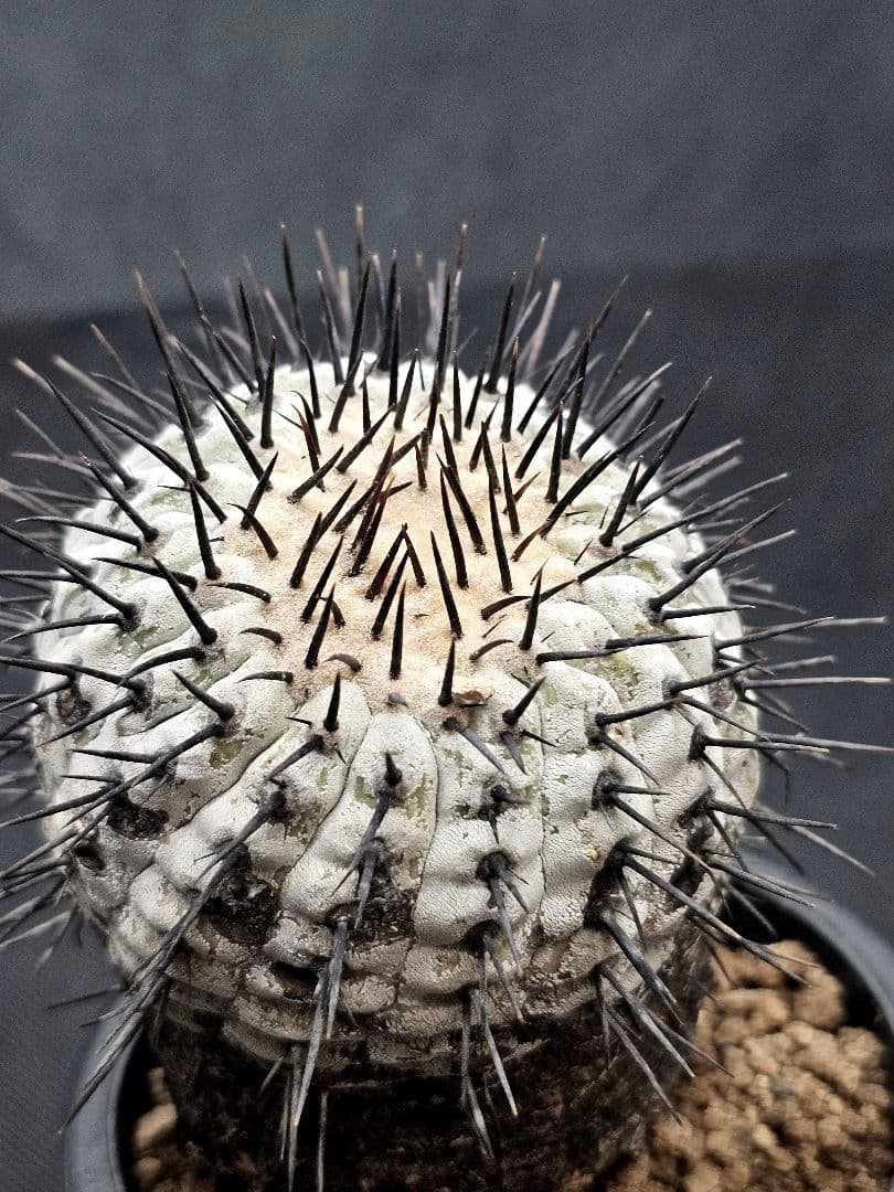 MIRAIコピアポア コルムナアルバ 　Copiapoa 　弧竜丸　現地