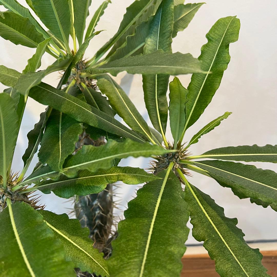 【大株】パキポディウムラモスム 国内実生 塊根植物 サボテン