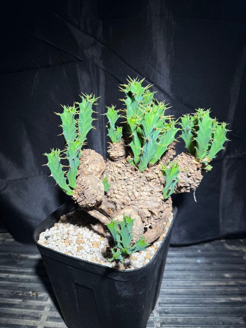 ユーフォルビア　クラビゲラ