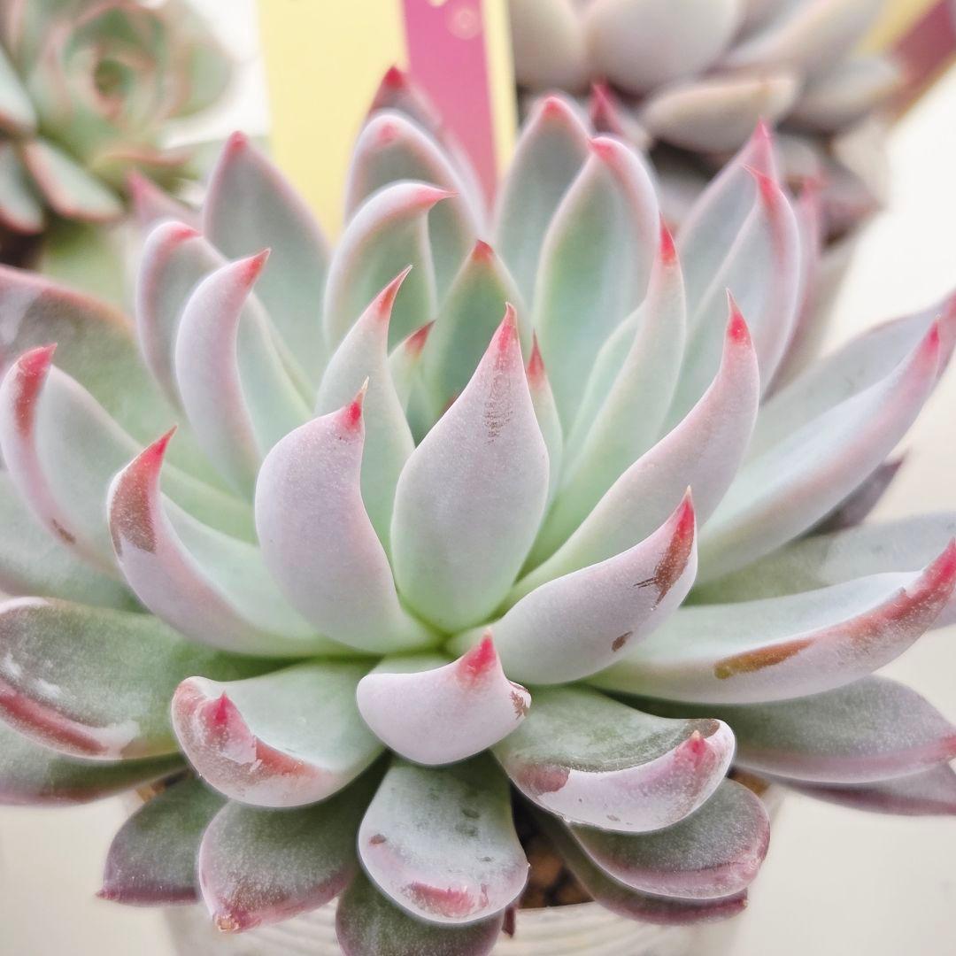 M*˚様 ⑲大きめ苗! そわそわ❣️青鬼❣️龍鱗蓮華❣️おらいさん発根済 6苗メ