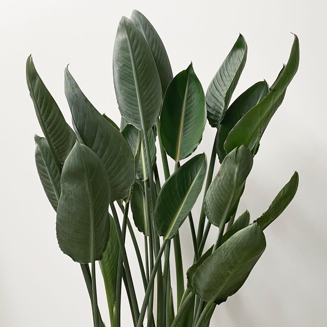 観葉植物 ストレリチア レギネ