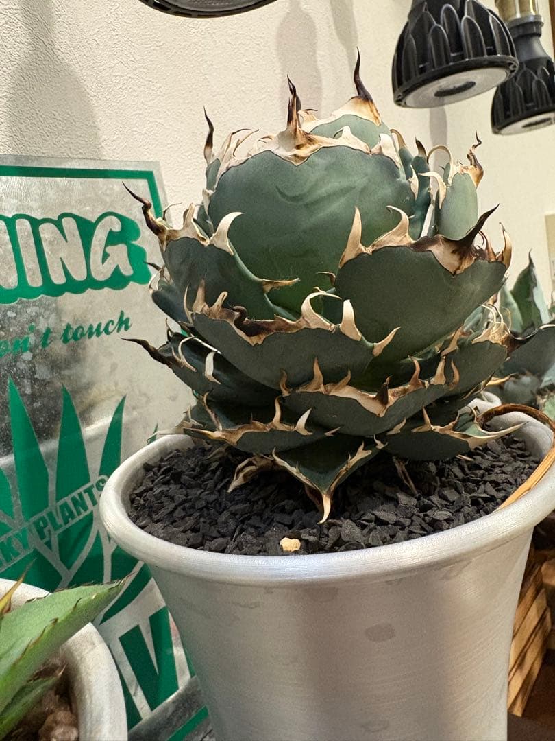 アガベ　チタノタ　ハデス陽炎　大株