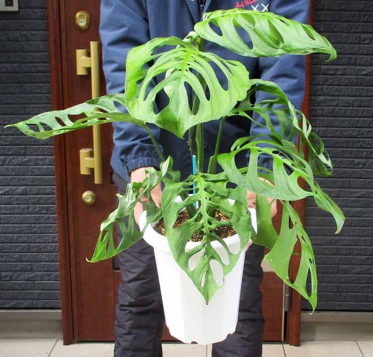 【現品】モンステラ・エスケレート( Monstera esqueleto)８号Ⅰ