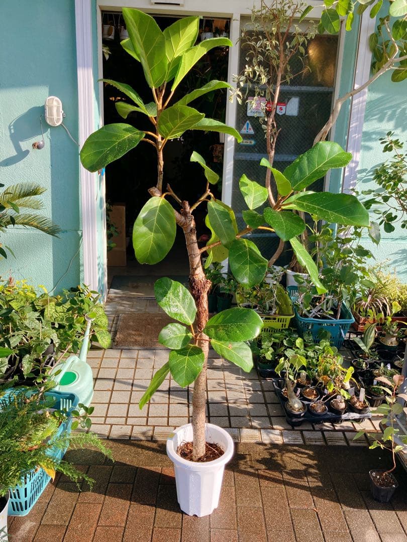 フィカス　アフリカンプリンス　8号　希少サイズ　着払い　引き取り大歓迎