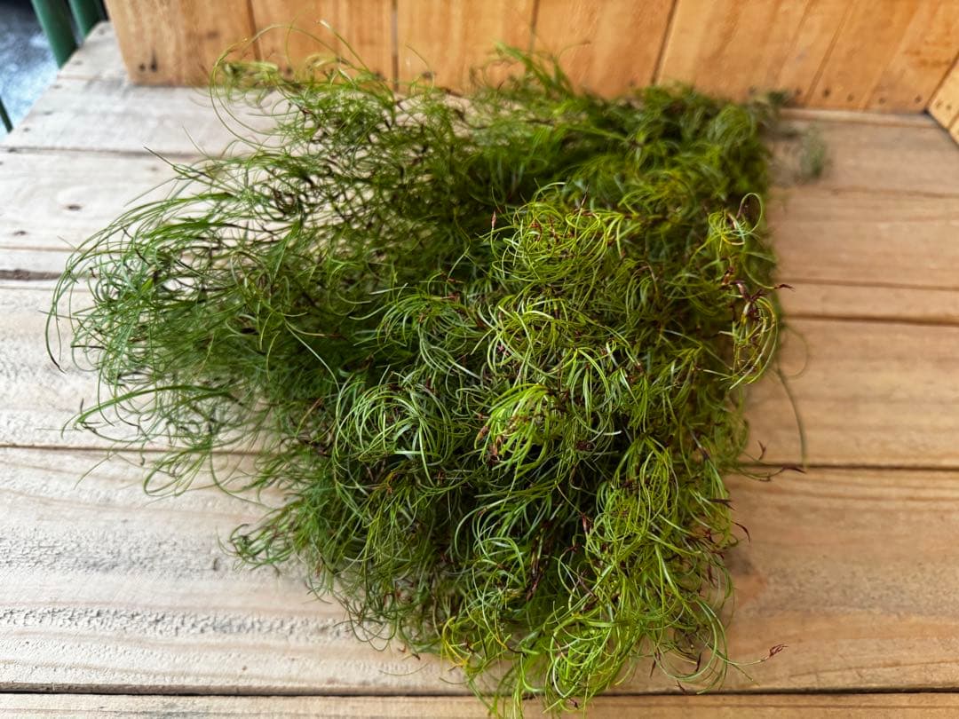 FLEUR8192020様 リクエスト 3点 まとめ商品