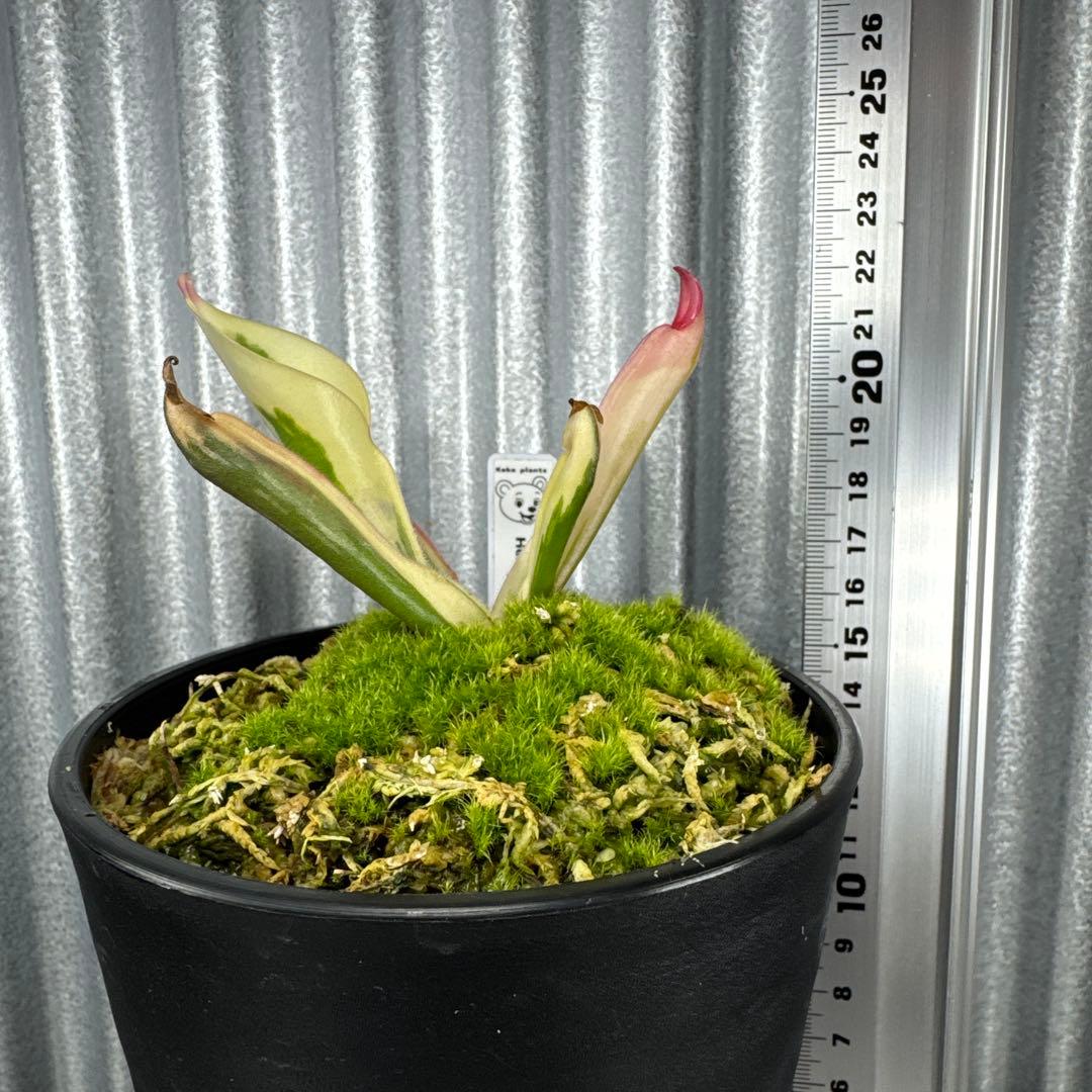 その他観葉植物 Heliamphora cv. 'BCP Flamingo'