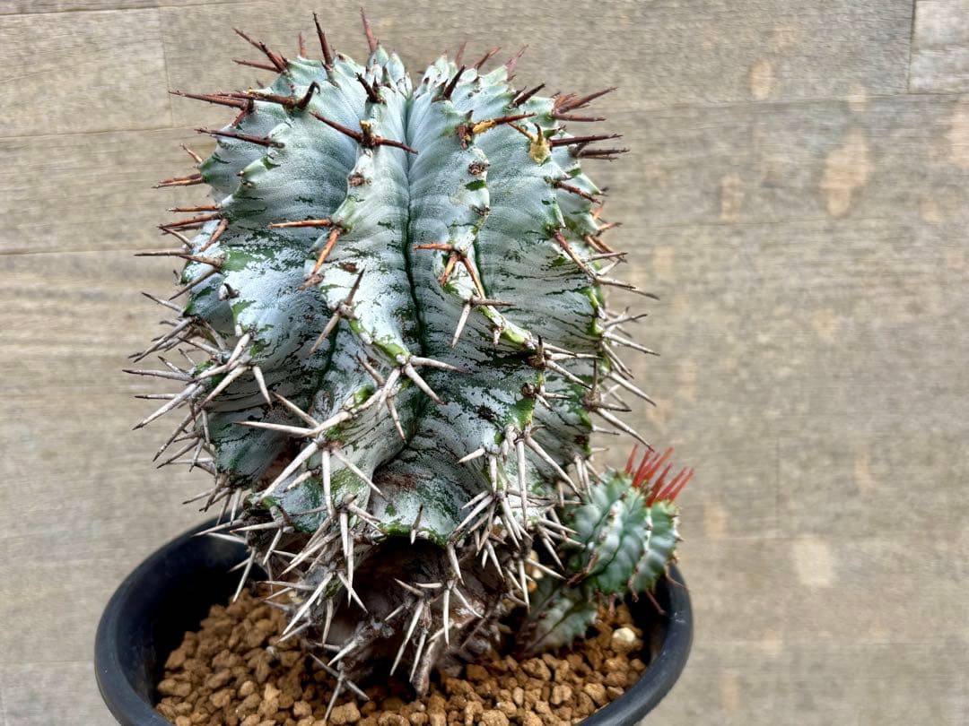 ユーフォルビア ホリダ　白肌　親木