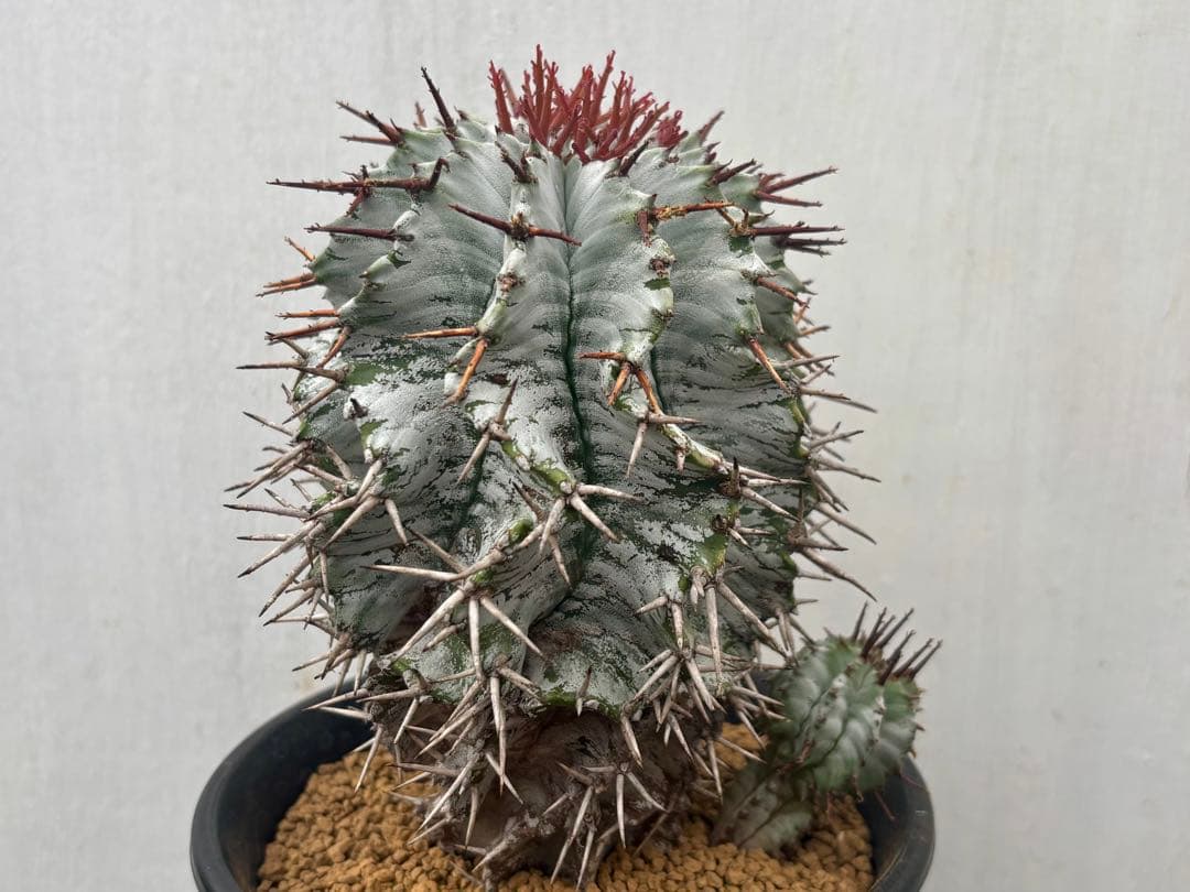 ユーフォルビア ホリダ　白肌　親木