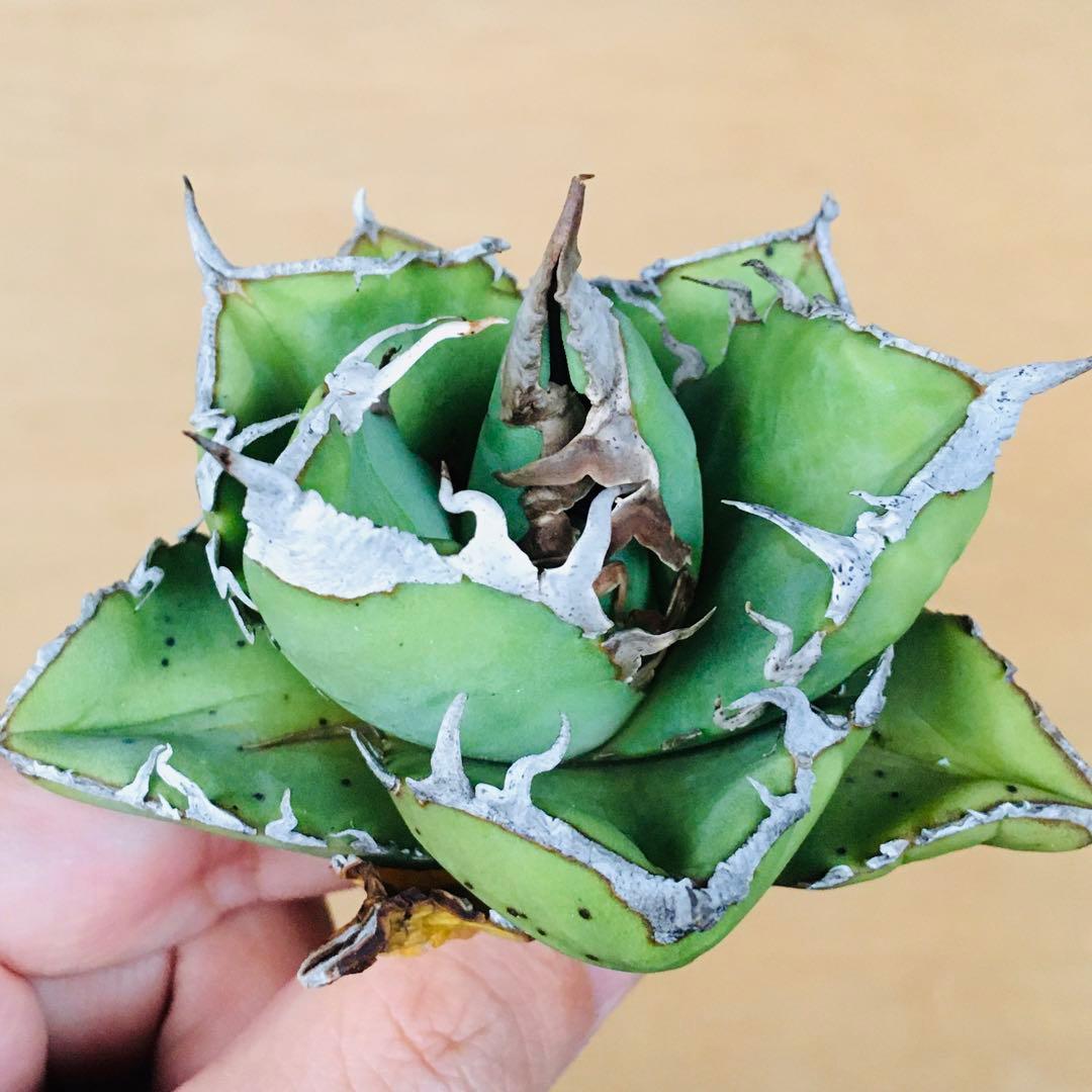 1 SAD 南アフリカダイヤモンド 肉厚短葉コンパクト TC株 アガベ チタノタ