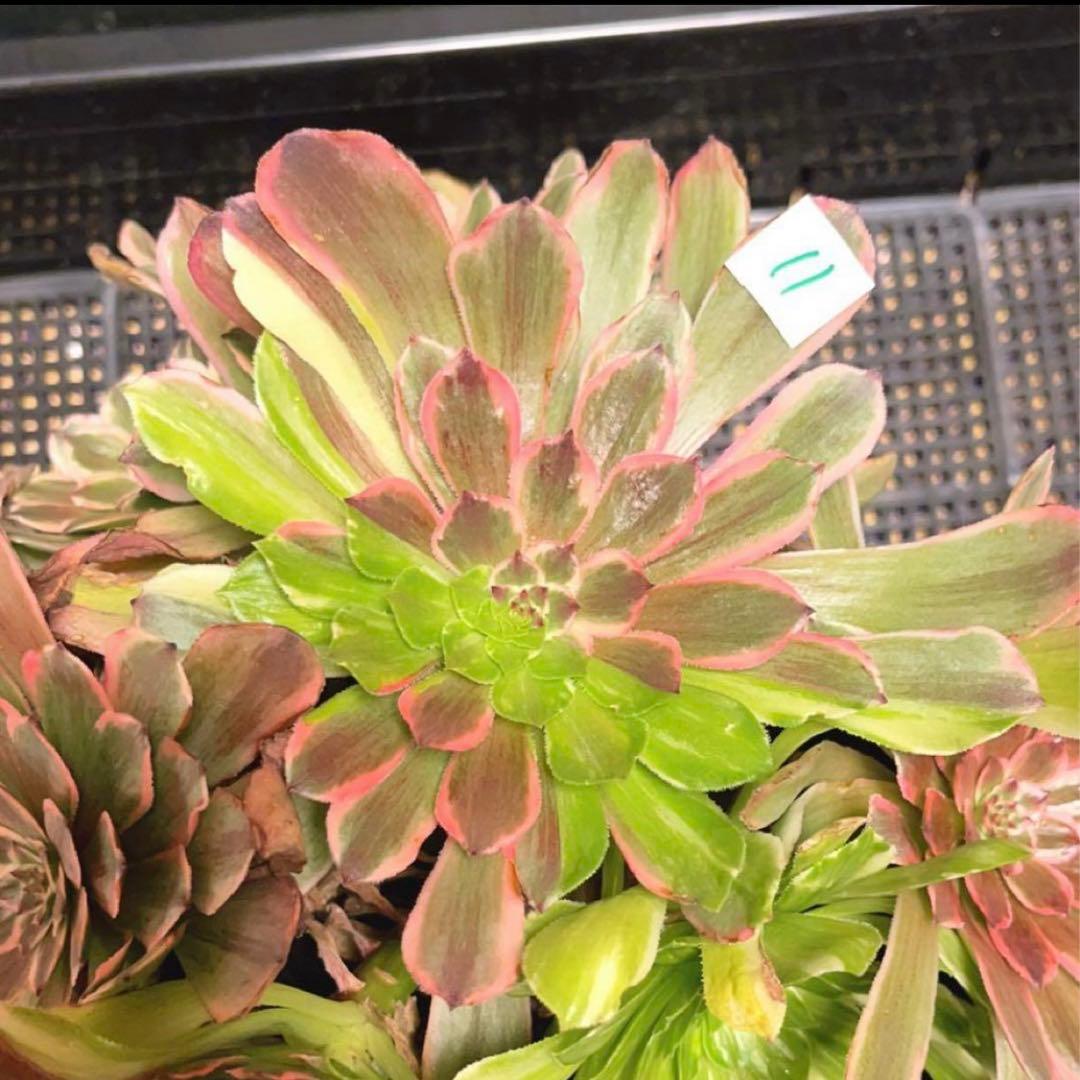 11 #多肉植物アエオニウム錦❤️花顏ピンクディジー❤️9大頭26cm