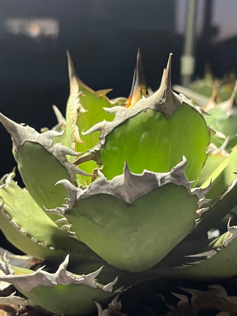 Agave oteroi FO-76 チタノタ ノーネーム