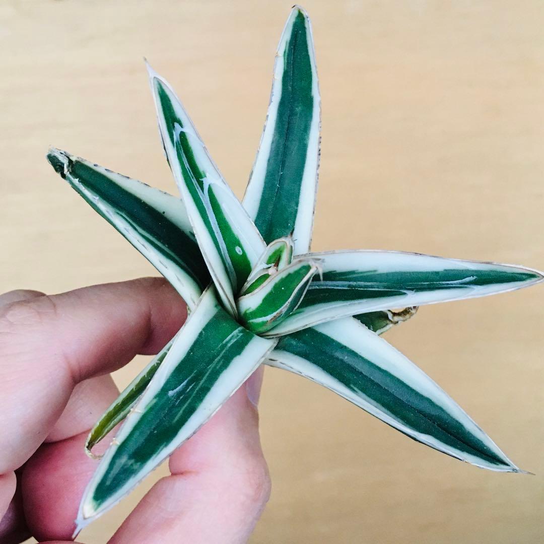 【本物・純血】1 氷山 TC株 笹の雪錦 純白覆輪斑 アガベ ビクトリアレジーナ