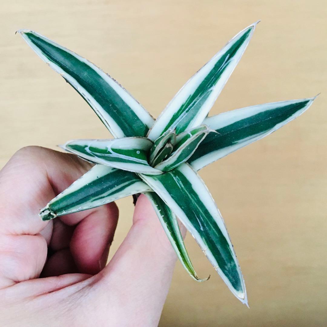 【本物・純血】1 氷山 TC株 笹の雪錦 純白覆輪斑 アガベ ビクトリアレジーナ