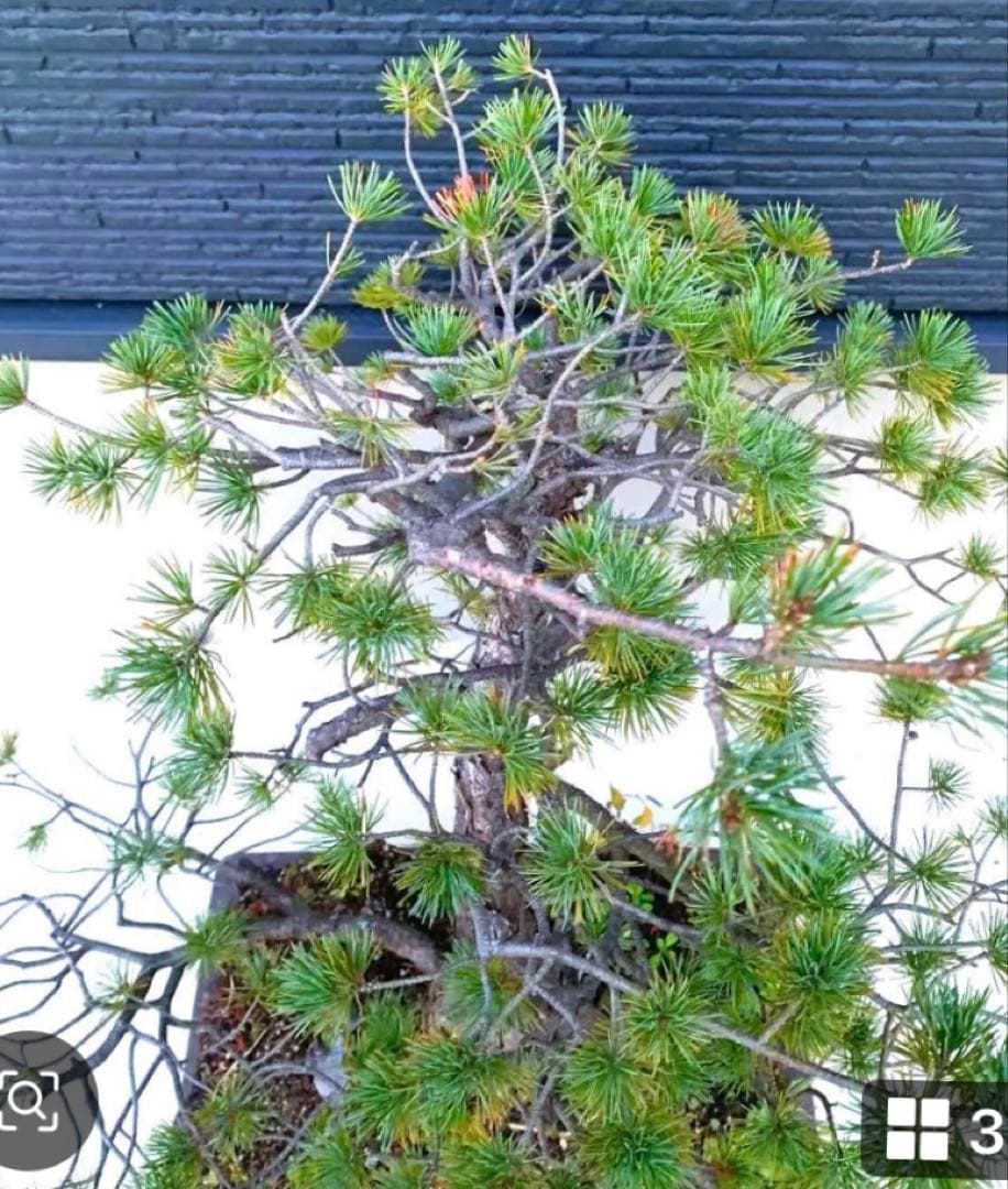 五葉松 中型盆栽 黒鉢 2.5キロ、右枝下は変化してます。激安！