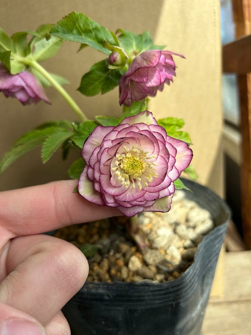 加藤農園 クリスマスローズ グロスリバーシブル系 同梱推奨