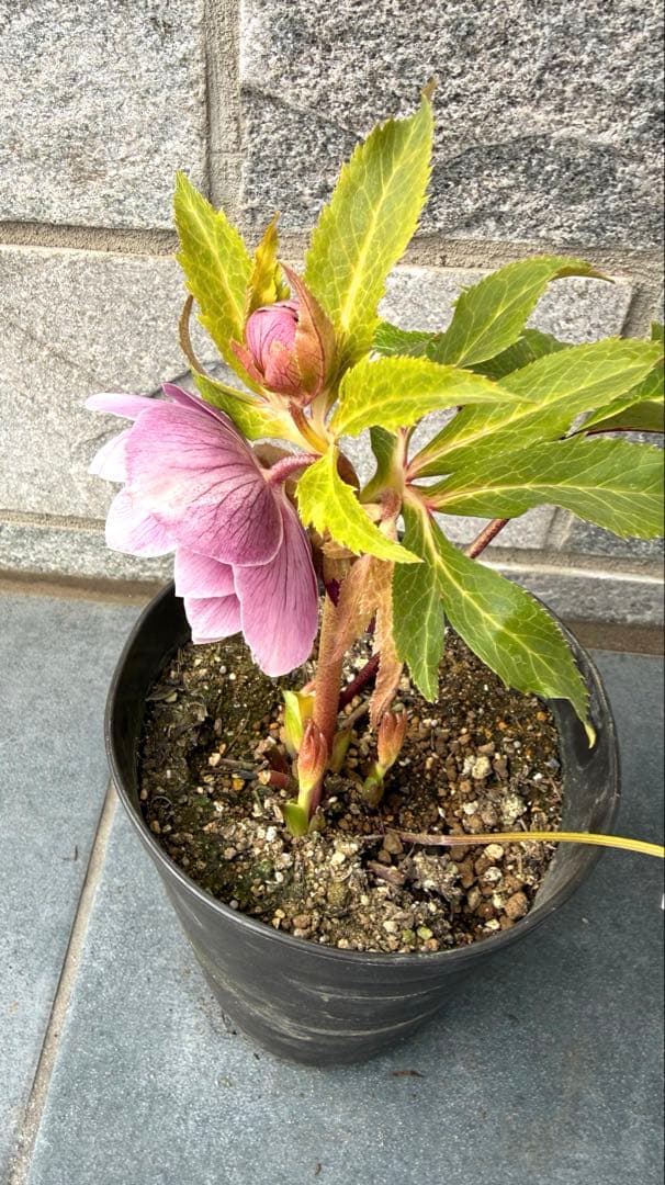 クリスマスローズ　広瀬園芸　レッドホワイトエッジダブル