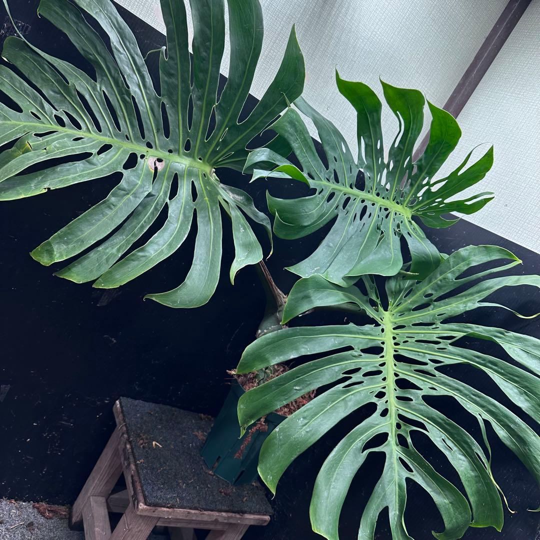 モンステラデリシオーサマクロコズム大型葉希少系統鉢植え高さ80㎝超大株