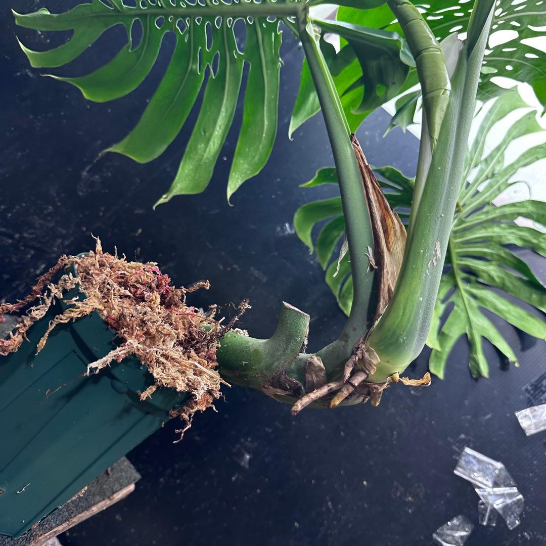 モンステラデリシオーサマクロコズム大型葉希少系統鉢植え高さ80㎝超大株