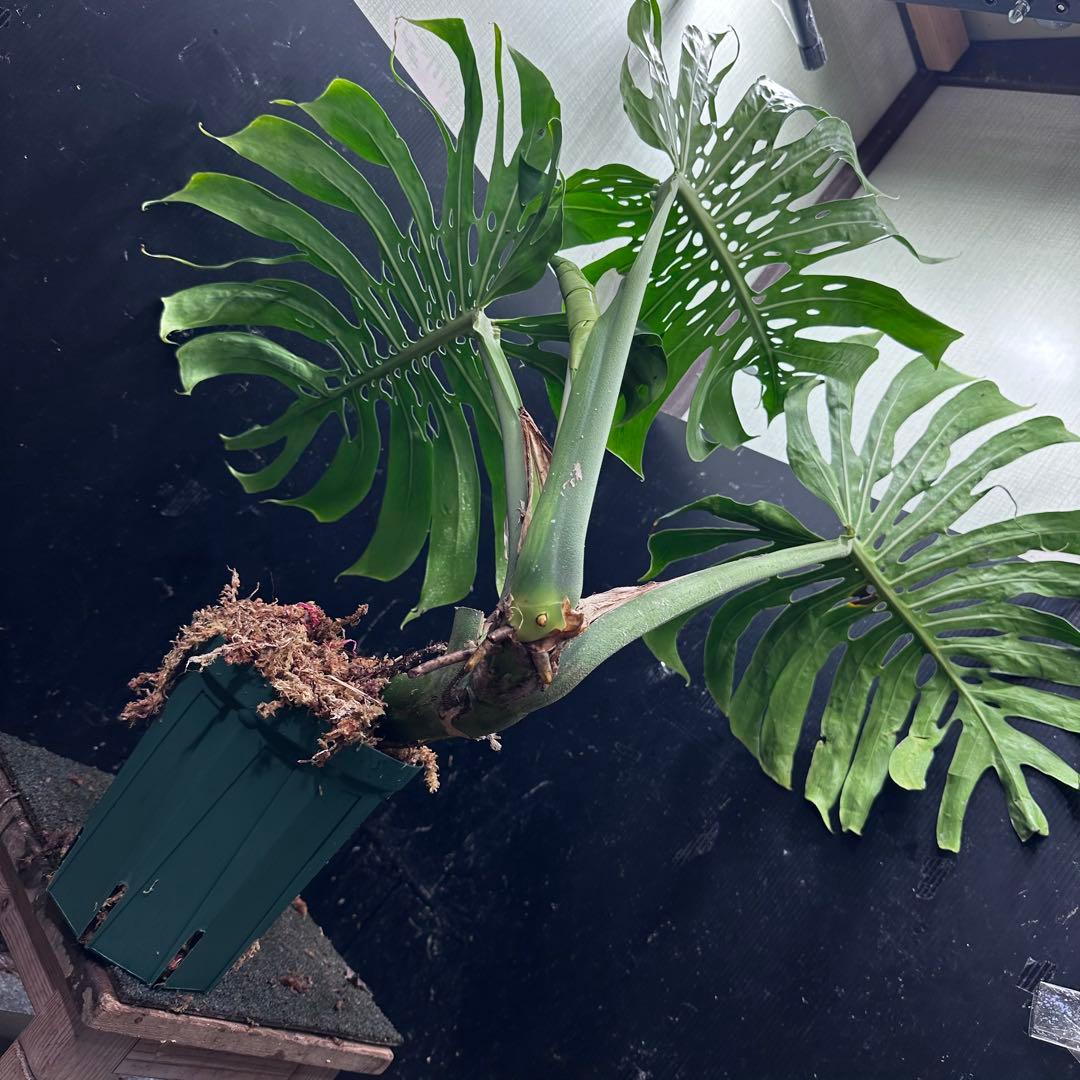 モンステラデリシオーサマクロコズム大型葉希少系統鉢植え高さ80㎝超大株