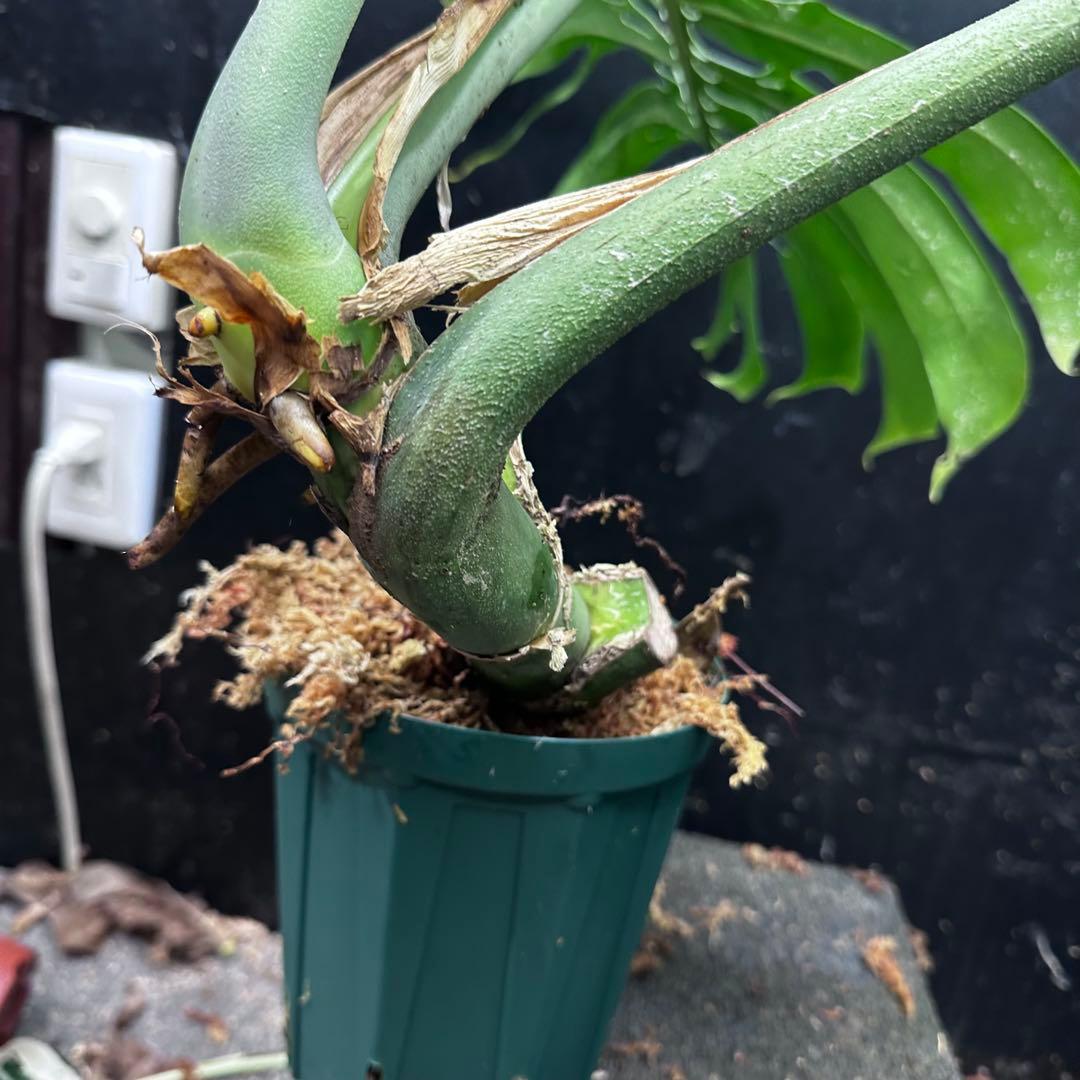 モンステラデリシオーサマクロコズム大型葉希少系統鉢植え高さ80㎝超大株