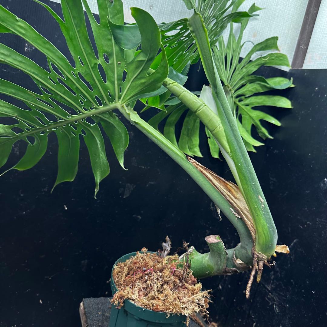 モンステラデリシオーサマクロコズム大型葉希少系統鉢植え高さ80㎝超大株