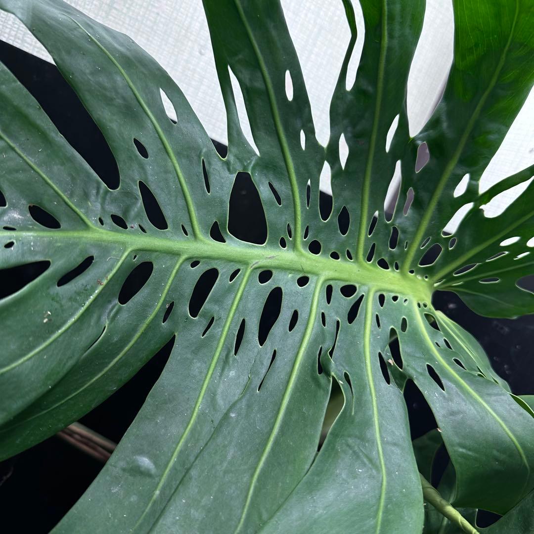 モンステラデリシオーサマクロコズム大型葉希少系統鉢植え高さ80㎝超大株