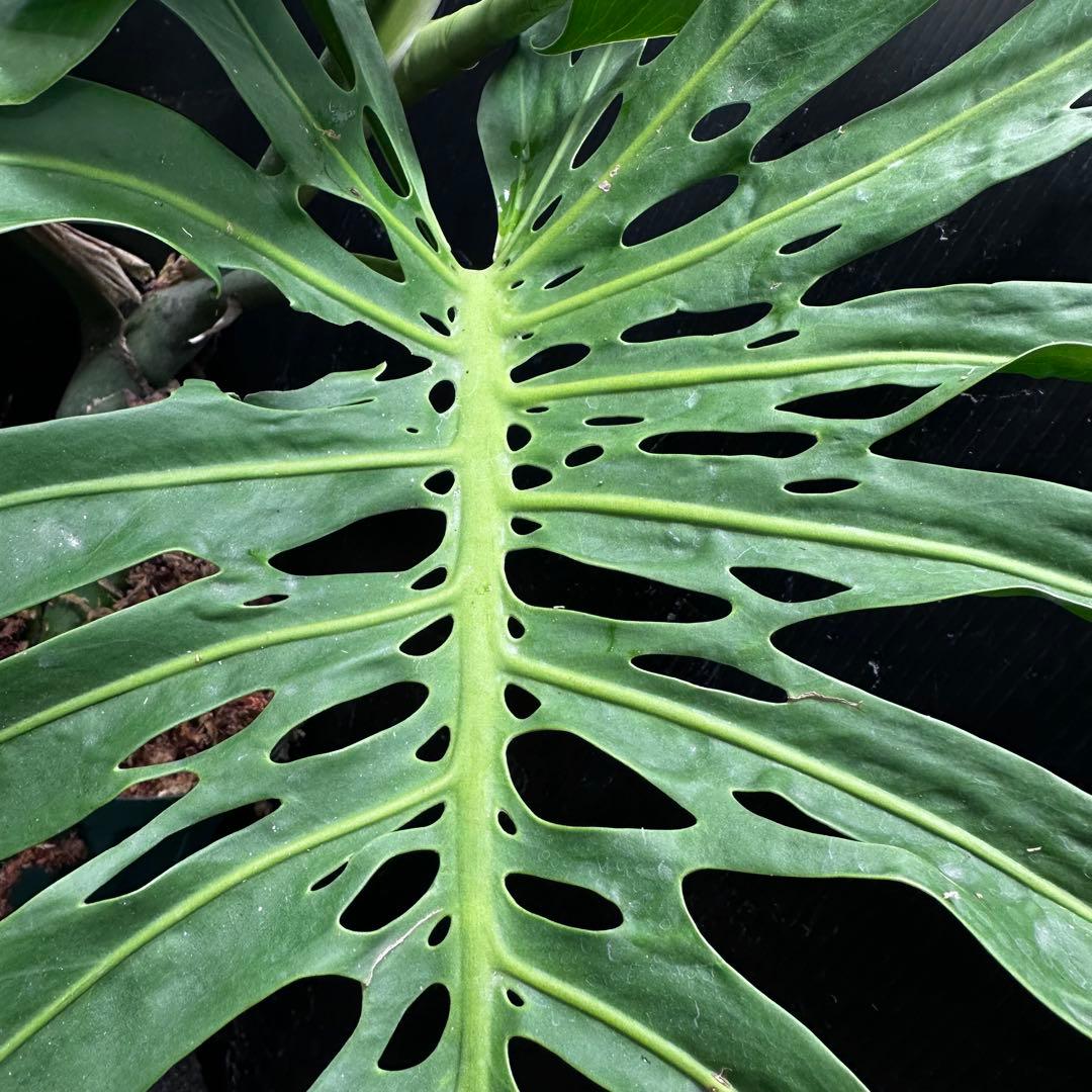 モンステラデリシオーサマクロコズム大型葉希少系統鉢植え高さ80㎝超大株